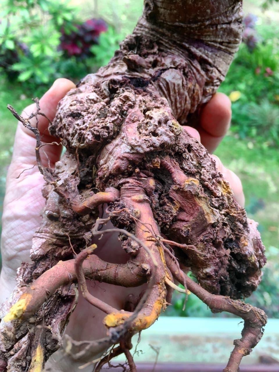 Wild Noni Root